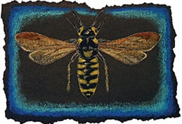 Insects and Torn Edges